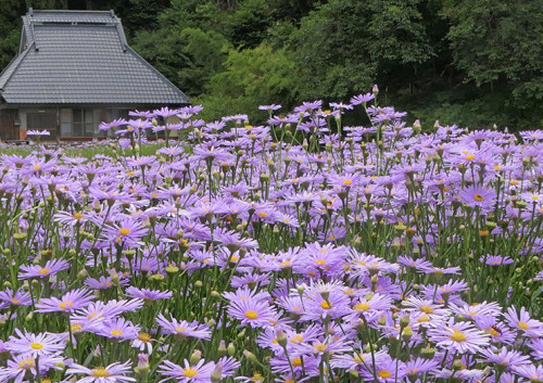 2022.07.29_久多の北山友禅菊_P1290208_s.jpg