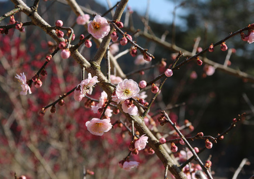 2024.03.16_梅の開花が始まる_IMG_6526_s.jpg