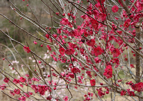 2024.03.19_満開の紅梅_IMG_6580_s.jpg