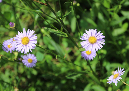 202.08.08_北山友禅菊の残り花_IMG_0118_s.jpg