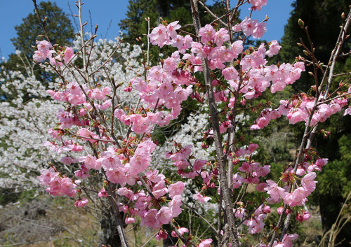 2025.04.12_陽光桜_IMG_3696_s.jpg