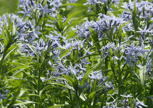 2025.05.08_チョウジソウ_P1310696_s.jpg