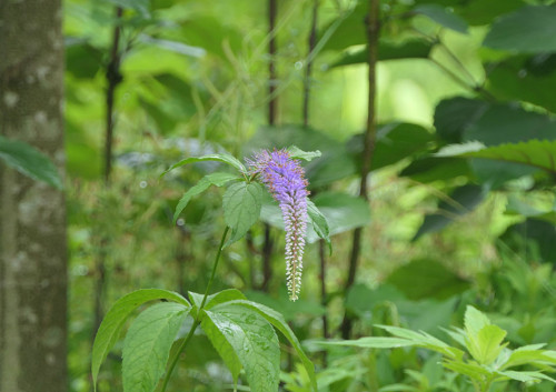 2025.06.15_クガイソウ_P1330153_s.jpg