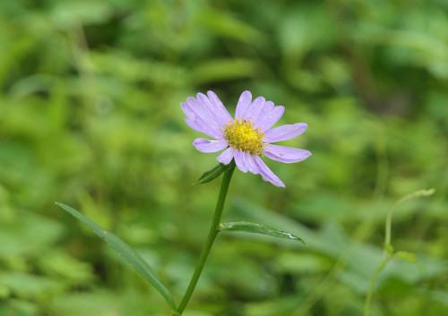 2025.06.24_北山友禅菊_P1330421_s.jpg