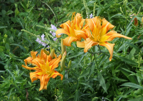 2025.07.27_ヤブカンゾウ_P1340457_s.jpg