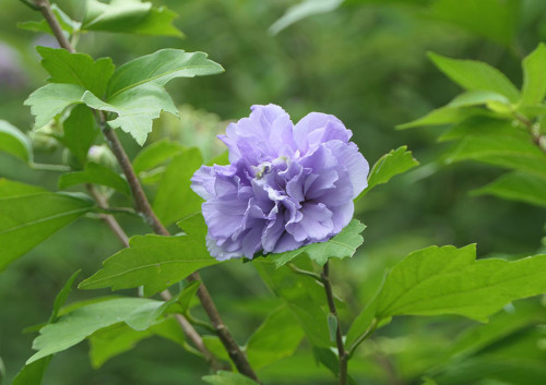 2025.08.12_ムクゲ_P1350152_s.jpg