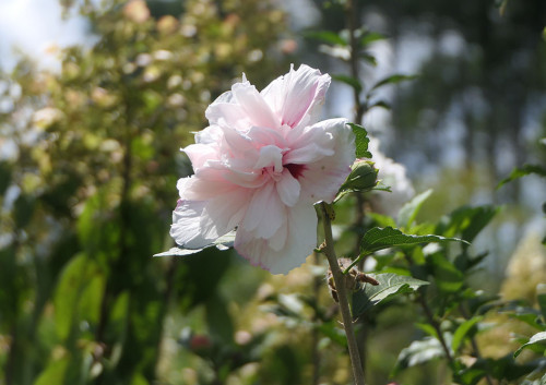2025.09.02_ムクゲ_P1360189_s.jpg