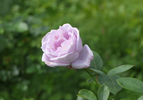 2025.10.25_バラ ブルームーン_P1380084_s.jpg