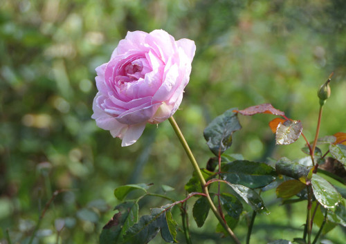 2025.10.28_バラ サイラスマーナー_P1380167_s.jpg