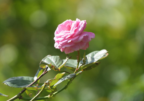 2025.10.07_ツルバラ マリーヘンリエッテ_P1370291_s.jpg