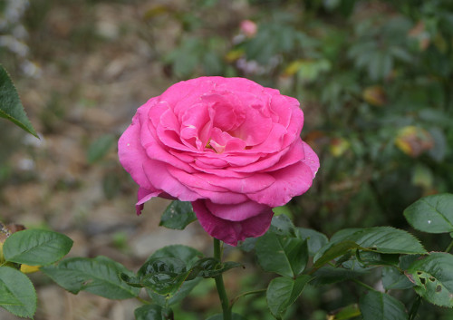 2025.10.18_バラ アドーアロマンティカ_P1370637_s.jpg