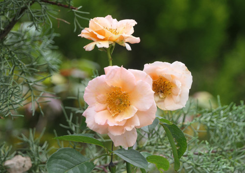 2025.10.18_バラ アプリコットキャンディ_P1370635_s.jpg