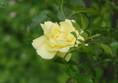 2025.10.25_ツルバラ 品種不明_P1380055_s.jpg