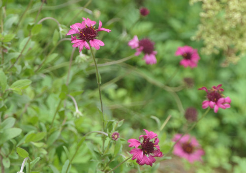 2025.10.21_ガイラルディア グレープセンセーション_P1370771_s.jpg