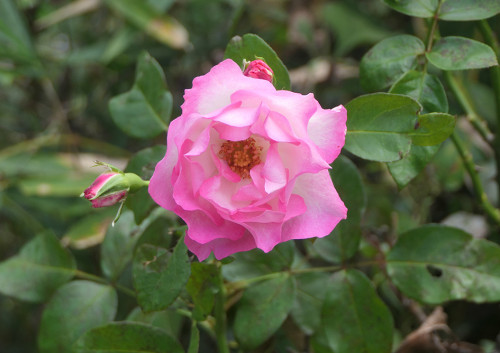 2025.10.25_バラ ストロベリーアイス_P1380081_s.jpg