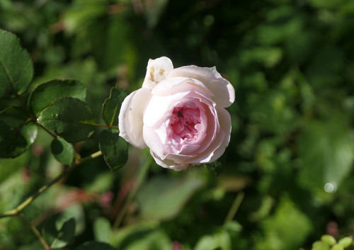 予備2025.11.06_バラ プリンセスヴェール_P1380448_s.jpg