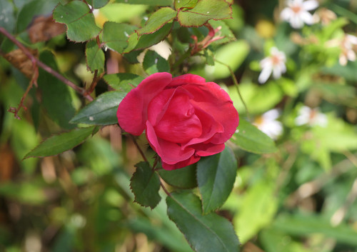 予備2025.11.11_バラ ブラッシングノックアウト_P1380523_s.jpg