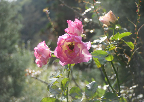 2025.11.04_バラ ストロベリーアイスP1380347_s.jpg