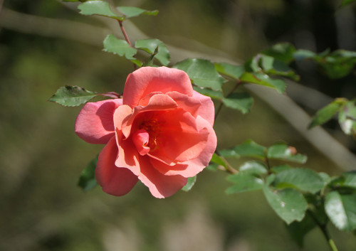 2025.11.06_ツルバラ P1380417_s.jpg