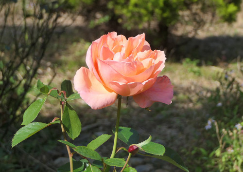 2025.11.15_バラ アプリコットキャンディ_P1380683_s.jpg