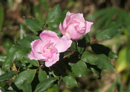 2025.11.15_バラ ブラッシングノックアウト_P1380660_s.jpg