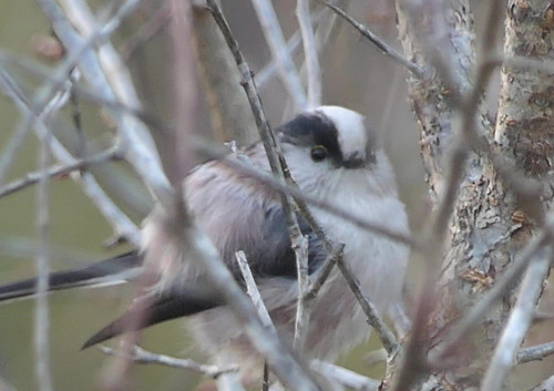 2025.12.02_ふっくらエナガ_P1390474ふっくらエナガ - frame at 0m3s_s.jpg