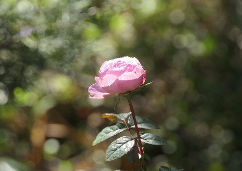 2025.12.06_バラ サイラスマーナー_P1390536_s.jpg