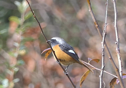 2025.12.09_ジョウビタキ オス_P1390610ジョウビタキ - frame at 0m5s_s.jpg