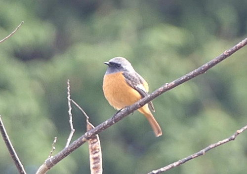 2025.12.09_ふっくらジョウビタキ_P1390624ふっくらジョウビタキOK - frame at 0m16s_s.jpg