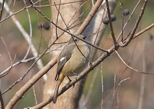 2025.12.11_ジョウビタキ メス_P1390660ジョウビタキメス - frame at 0m5s_s.jpg