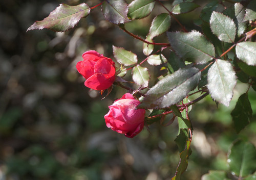 2025.12.11_バラ ブラッシングノックアウト_P1390693_s.jpg