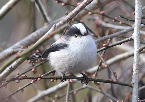 2025.12.18_エナガ_P1400017エナガOK - frame at 0m20s_s.jpg