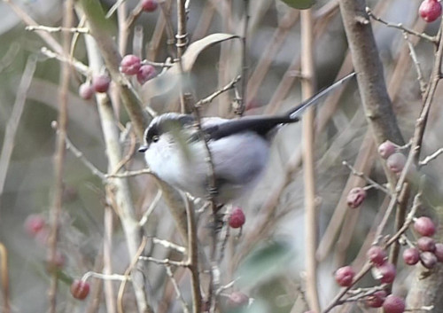 2026.01.10_エナガ_P1400396エナガOK - frame at 0m4s_s.jpg