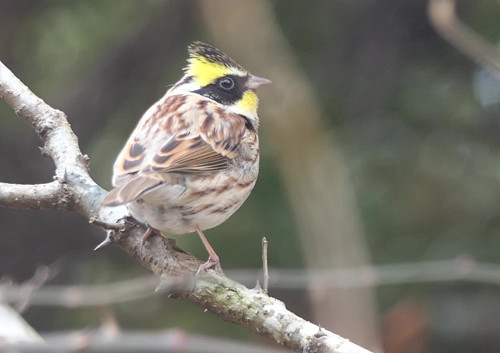 2026.01.13_カシラダカ_P1400450カシラダカOK - frame at 0m13s_s.jpg