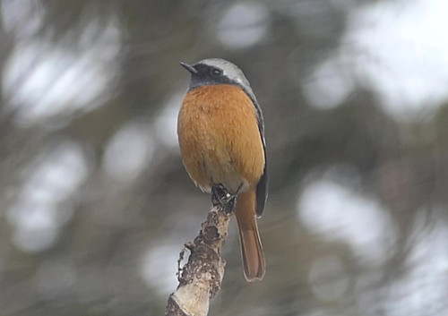 2026.01.29_ジョウビタキ_P1420309OK - frame at 0m8s_s.jpg