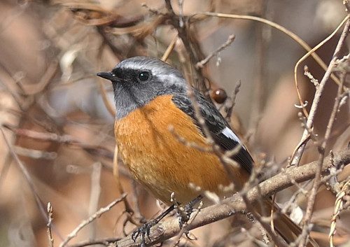 2026.01.29_ジョウビタキ_P1420320ジョウビタキ飛ぶ - frame at 0m6s_s.jpg