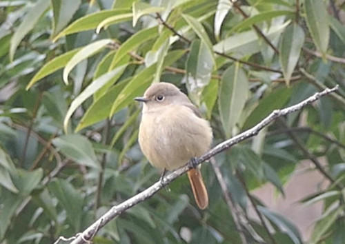 2026.02.07_ジョウビタキ メス_s.jpg