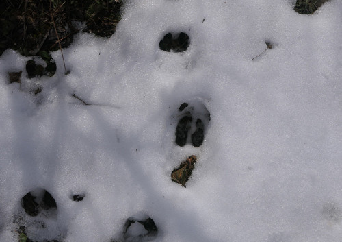 2026.02.14_シカの足跡_P1460381_s.jpg