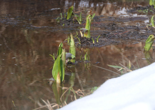 2026.02.14_ミズバショウの冬芽_P1460544_s.jpg