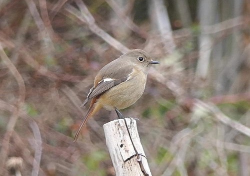 2026.02.17_ジョウビタキ メス_P1470273_s.jpg