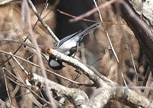 2026.03,21_虫を探すシジュウカラ_P1480465_s.jpg