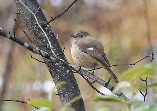 2026.03.10_ジョウビタキ メス_P1480051_s.jpg