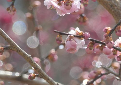 2026.03.10_雪の後の桃色梅_P1480064_s.jpg