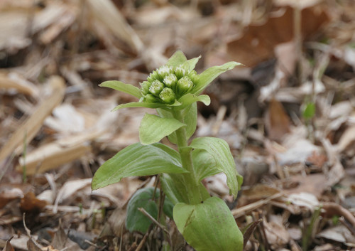 2026.03.14_フキノトウ_P1480164_s.jpg