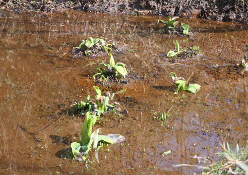 2026.03.17_ミズバショウ一番花_P1480187_s.jpg