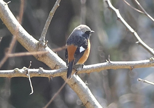 2026.03.21_ジョウビタキ オス_P1480426_s.jpg