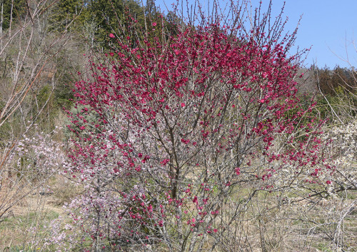 2026.03.21_満開の紅梅_P1480364_s.jpg