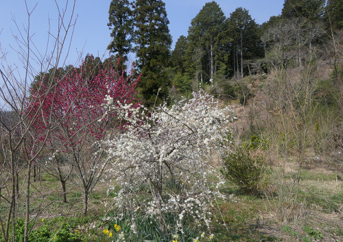 2026.03.28_散り始めのウメ_P1480777_s.jpg