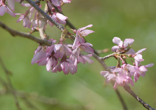 2026.04.02_一重枝垂れ桜_P1490126_s.jpg