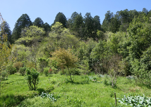 2026.04.21_新緑のガーデン_P1500389_s.jpg